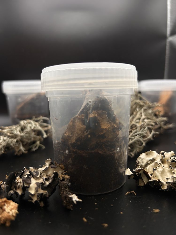 Caribena Versicolor L4 + pelna oferta Gdynia (wysyłka)