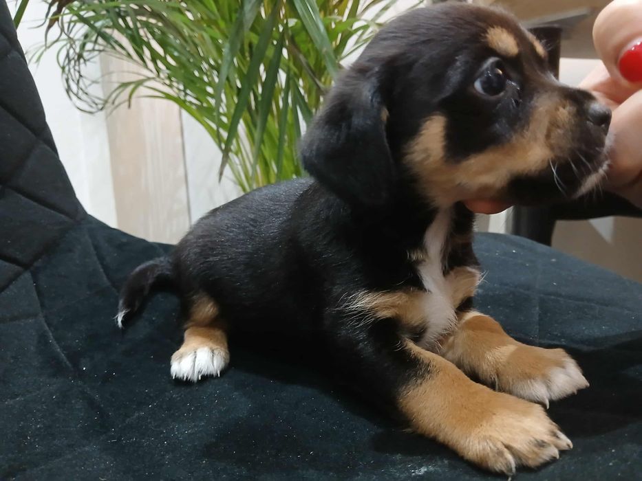 Szczeniaki Oddam w dobre ręce