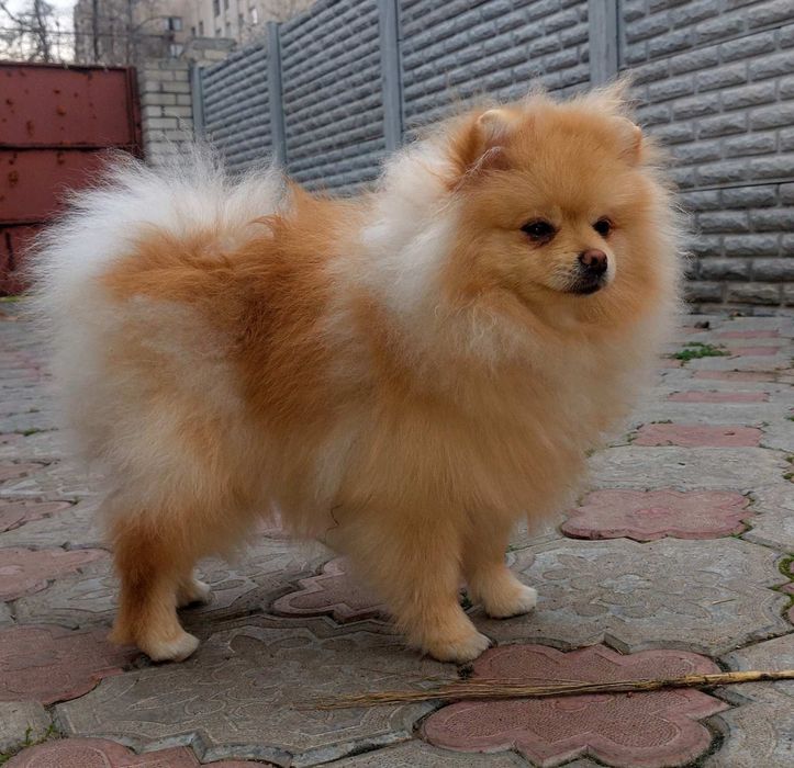 Хлопчик померанчик