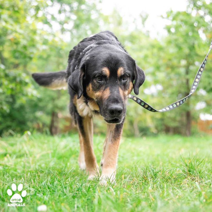 Piękny, miły Aslan poleca się do adopcji!