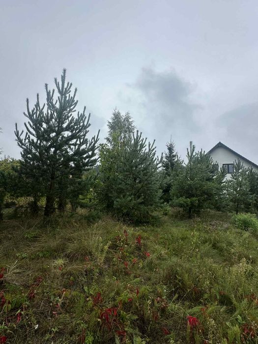 Tuje i sosny oddam za darmo