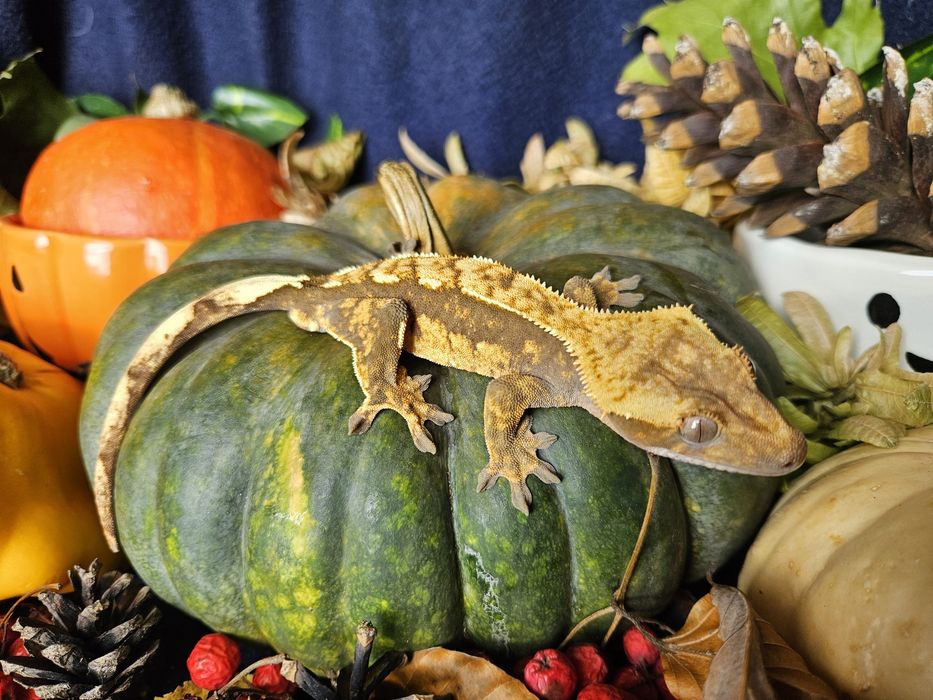 Gekony orzęsione duże.