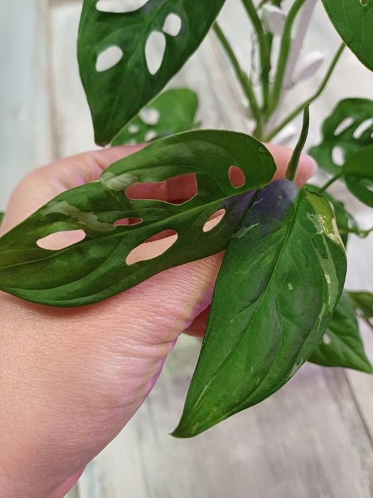 Monstera monkey variegata