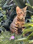 Бенгальские котята