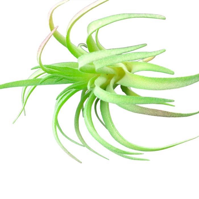 Roślina sztuczna – Tillandsia Brachycaulos Abdida Green – Rozmiar L