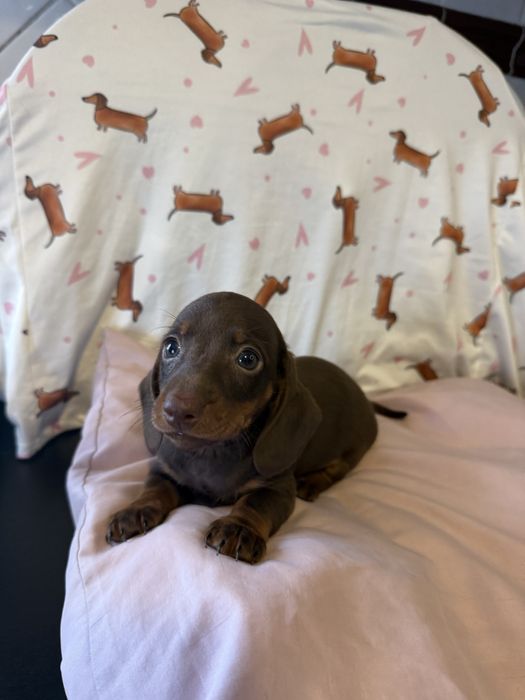 Teckel Kaninchen LINDO