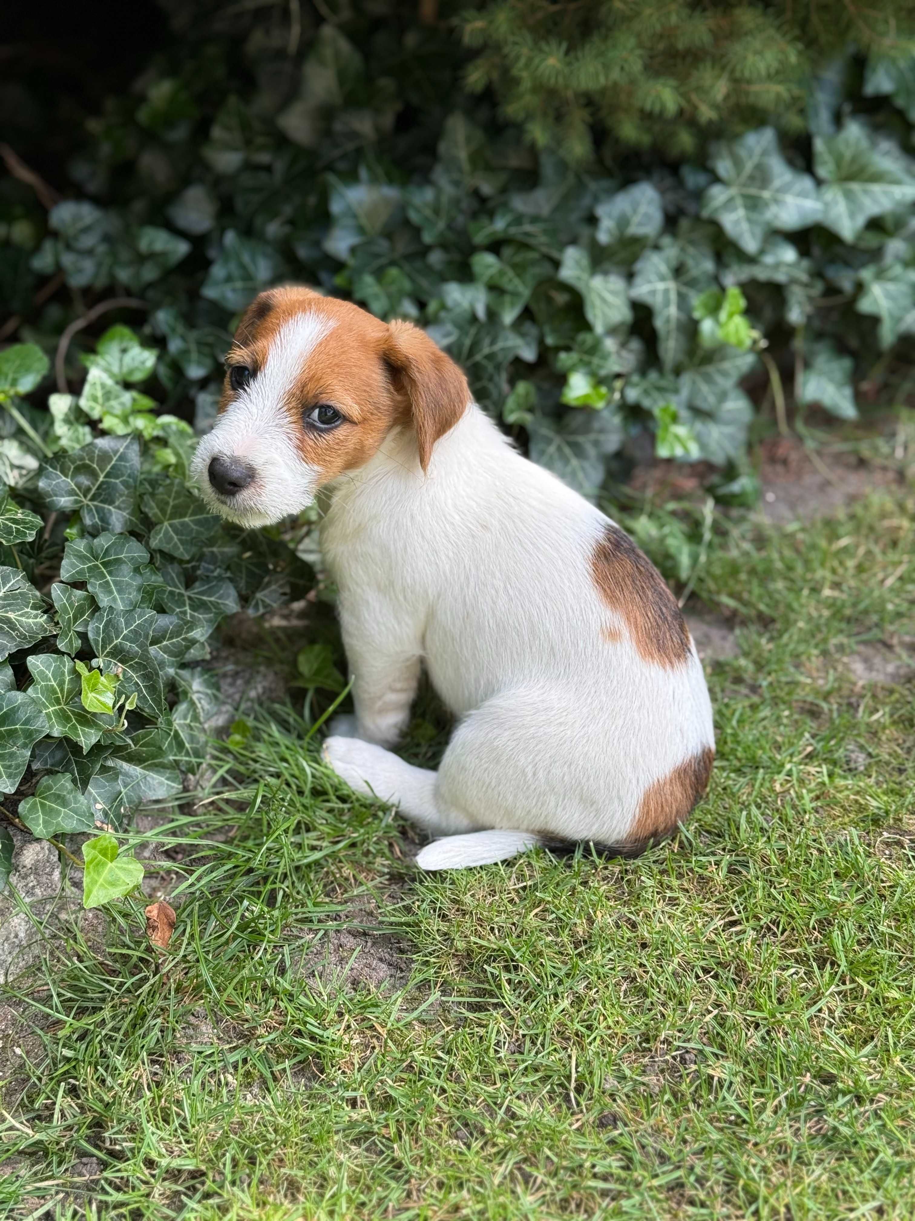 Jack Russell Terrier ROKO #S M A R T I E  J  A C K S# rodzice FCI/ZKwP