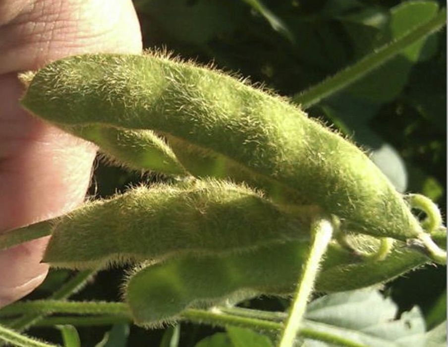 Насіння сої під раундап