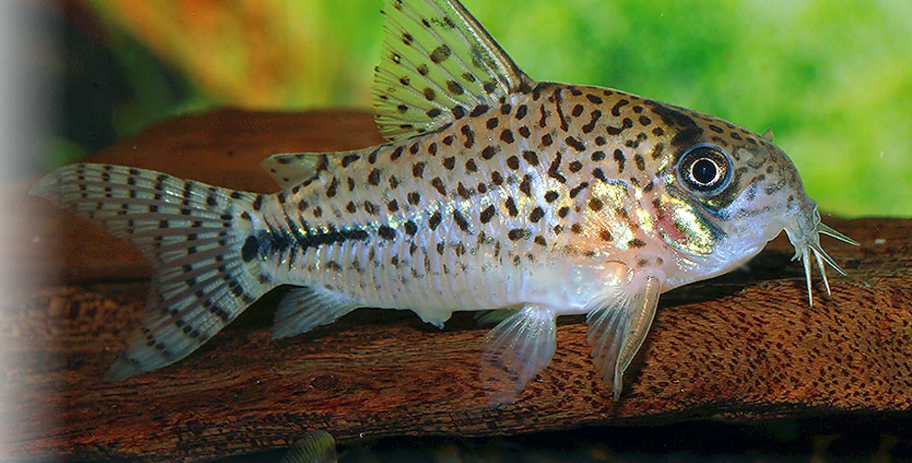 Kirysek Bonda - Corydoras bondi - Kirys - dowóz, wysyłka