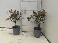 Głogownik Photinia REDROBIN 30-35 cm piękny