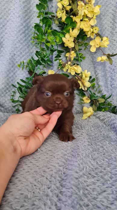 Excecional mini chocolatinha semi pelo Chihuahua/Chiuaua de Qualidade