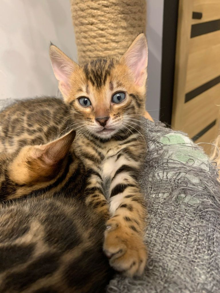 Wyjątkowy Kocur Bengal - gotowy do zmiany domu