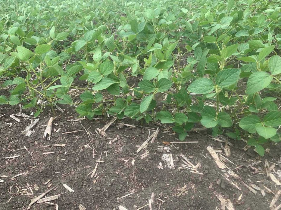 Продам насіння сої Софія під раундап