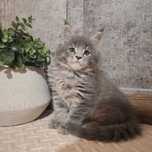 Kocurek Maine Coon Travis -FPL