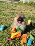Lulu da Pomerânia menino Miniatura