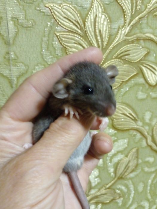 Большой выбор малышей крысят!