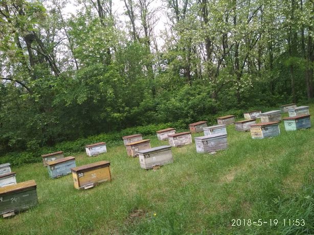 Бджолосімї, бджолопакети, вулики, відводки