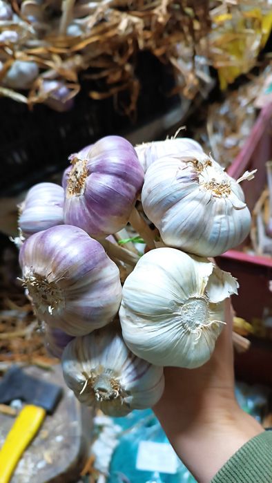 Czosnek Harnaś wiązki