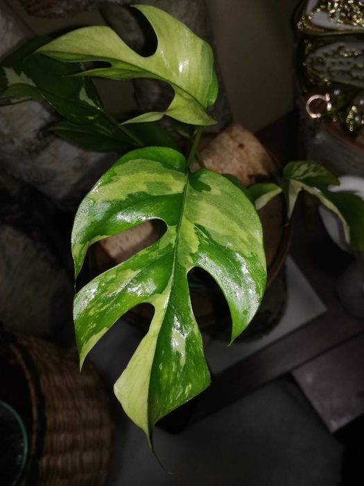 Monstera Minima Variegata Raphidophora Tetrasperma philodendron 1 liść