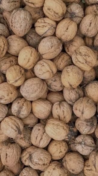 Продам грецький горіх