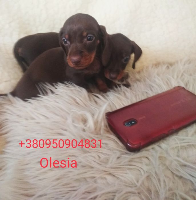 Продається міні красуня шоколадна