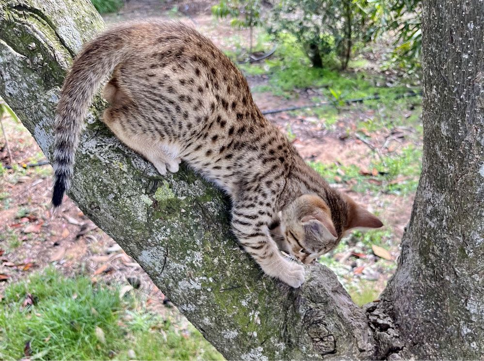 Gato exótico de raça Savannah