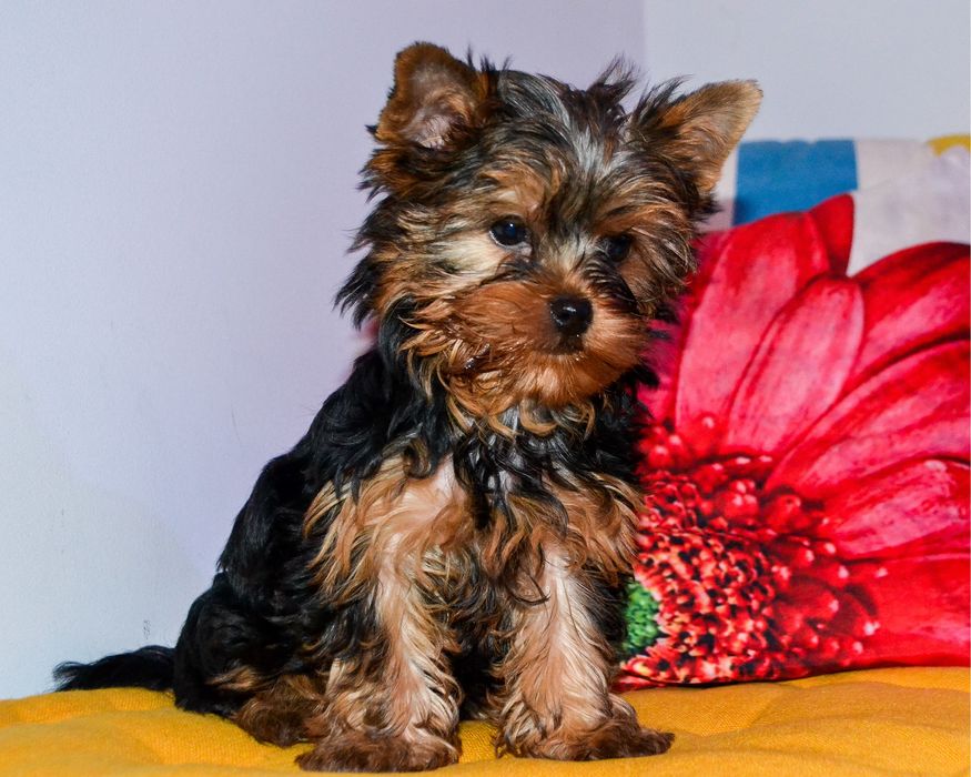 Yorkshire Terrier szczenię ZHPR śliczna mini.