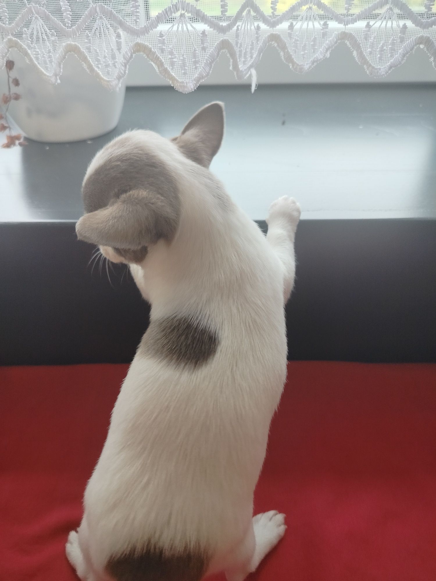 Chihuahua suczka