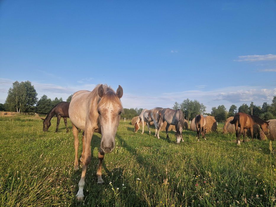 młoda klacz arabska, czysta krew arabska