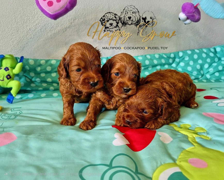 Urocze Cockapoo F1b Piesek Red