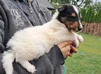 *Owczarek Szkocki Collie długowłosy* suczka