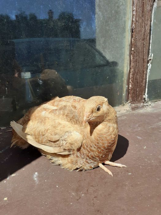 Jaja lęgowe przepiórki