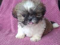 Shih-tzu szczeniakk z Rodowodem