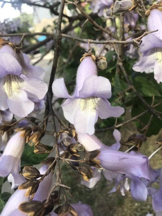 Павловния.Павловнія дворічна. Саджанці сортів Шан Тонг,Пао ТонгZ-0