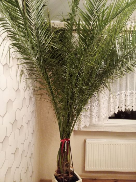 Duża palma do mieszkania