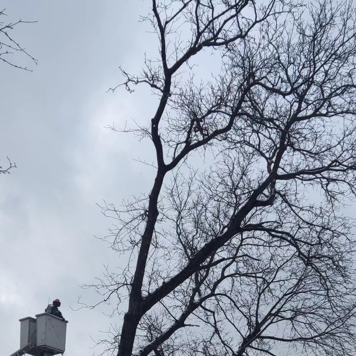 Пропоную послуги з видалення, вирізки, вирубки, валки аварійних  дерев