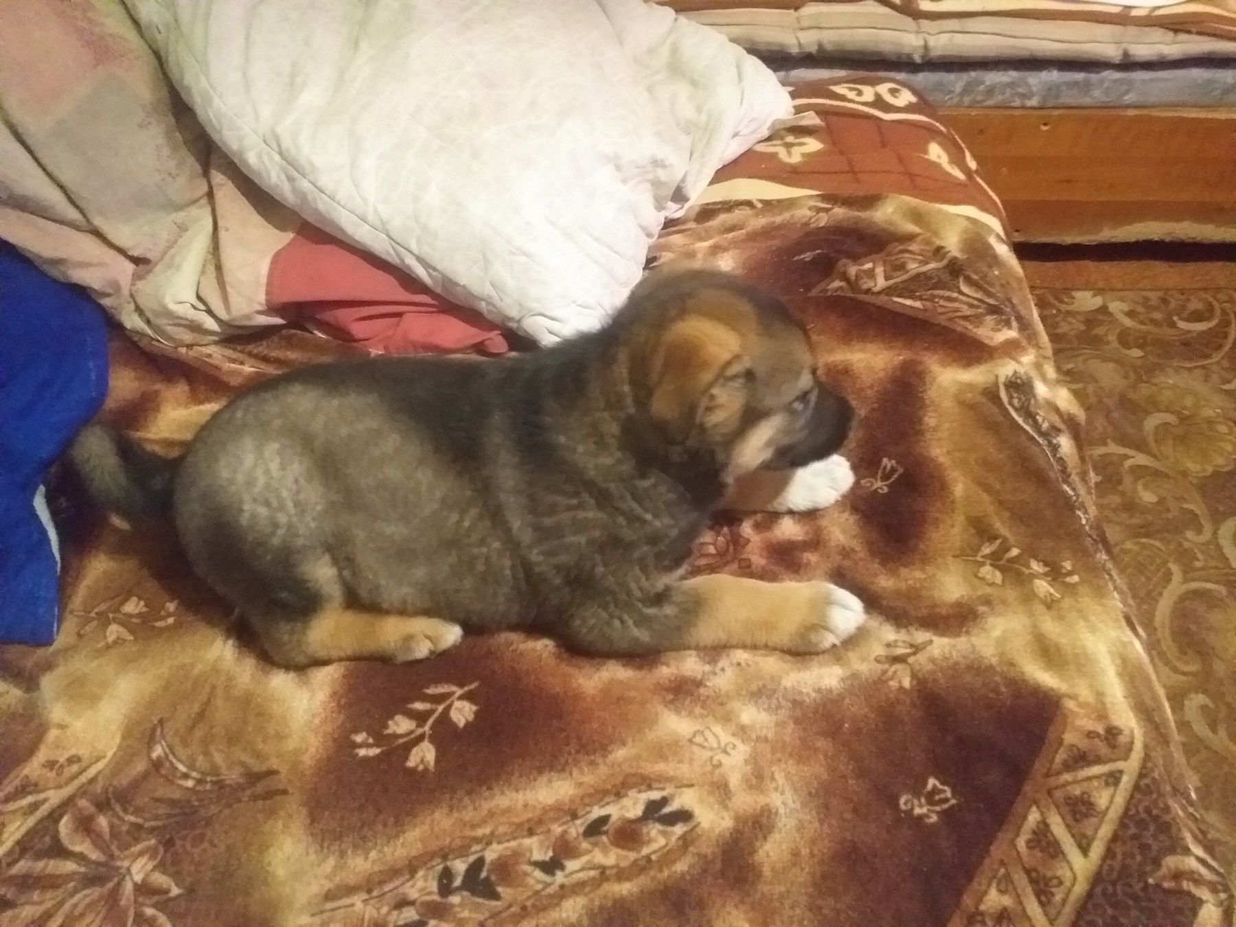 Щенок, овчарки 1 месяц