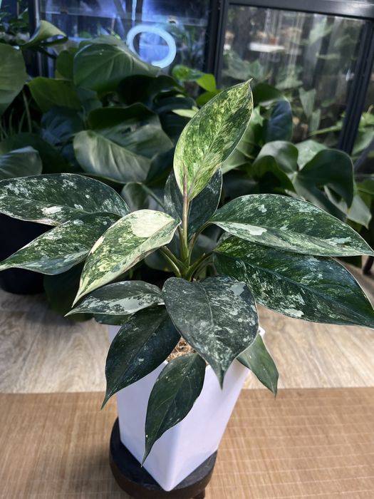Aglaonema Siam Jade variegata