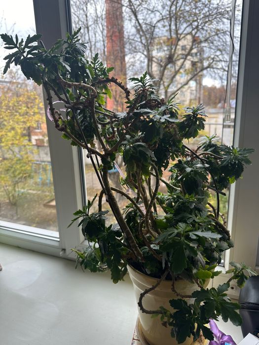 квіти у вазонах кімнатні