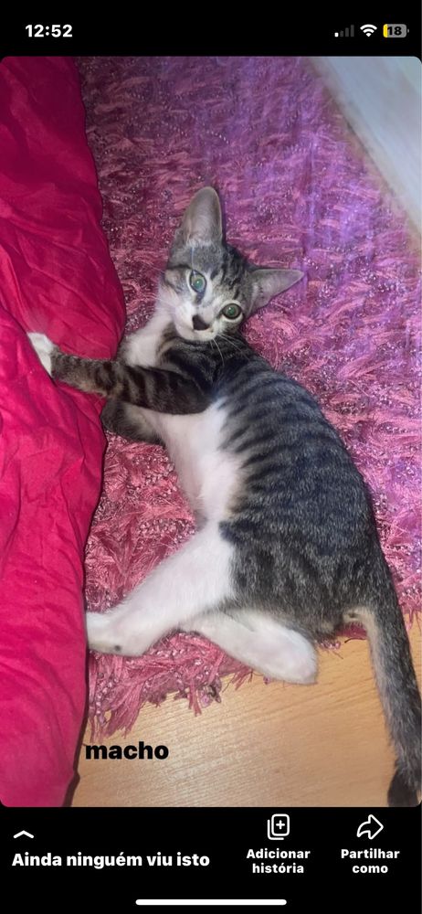 Gatos para adoção