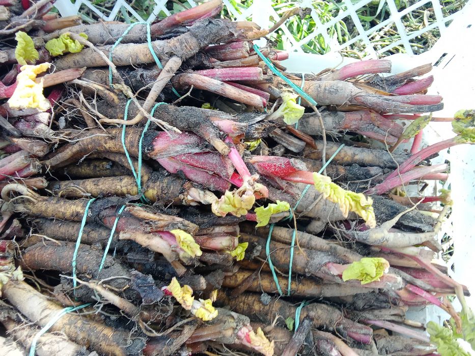 Rabarbar Lider czerwony sadzinki