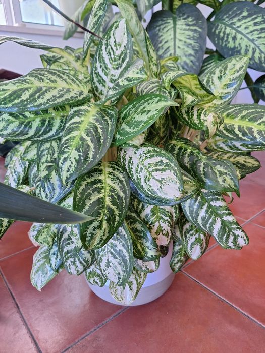Planta de interior