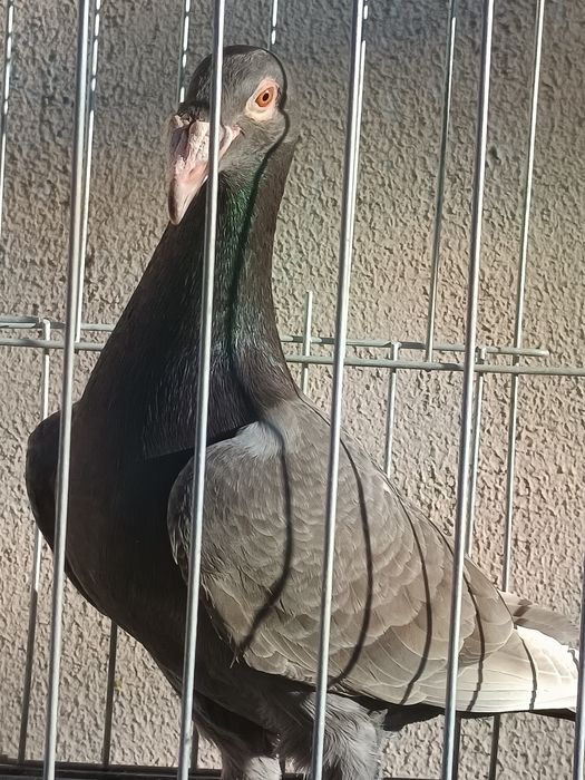 Rzeszowski gołębie rzeszowskie