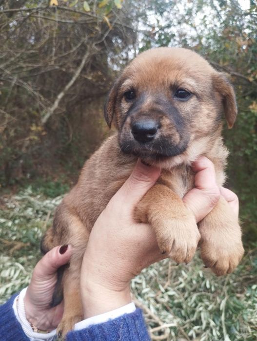 Anabel para adoção muito responsável