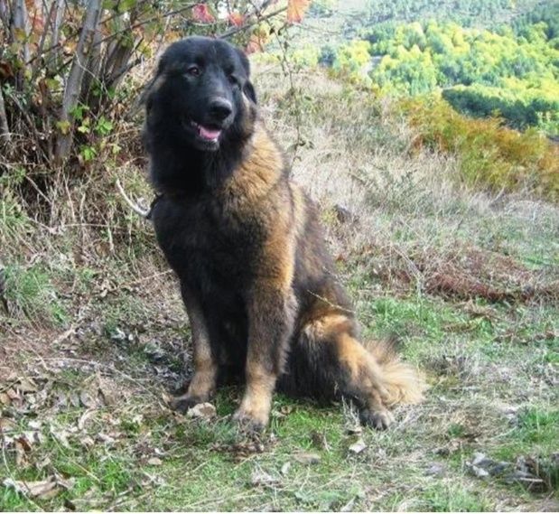 Serra da estrela cachorro