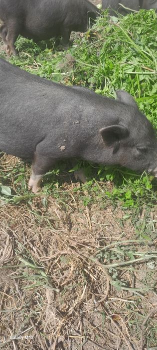 Вєтнамські поросята