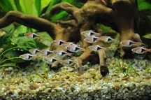 GB Razbora klinowa (Trigonostigma heteromorpha)