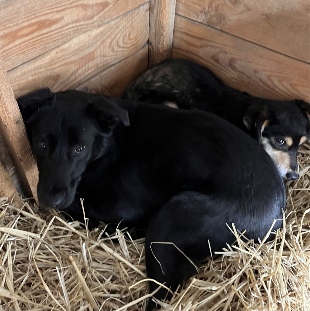 Czacza w typie labradora szuka domku