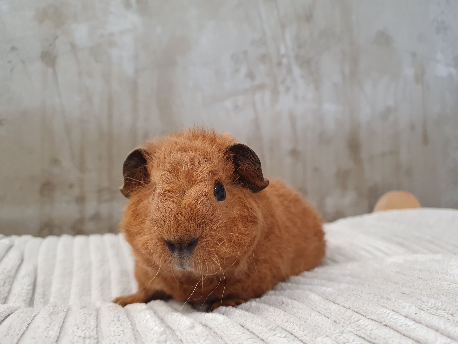 Świnka morska Us Teddy Samiec / california