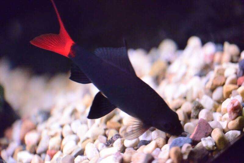 Labeo bicolor - Grubowarg dwubarwny - Epalzeorhynchos bicolor